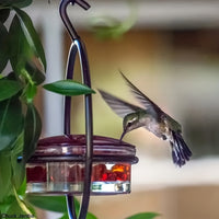 Thumbnail for 3-Piece Hanging Hummingbird Feeder Set - Attractive Metal Bottle Design with Sturdy Circular Frame & Comfortable Perch - Aesthetically Pleasing for Your Garden
